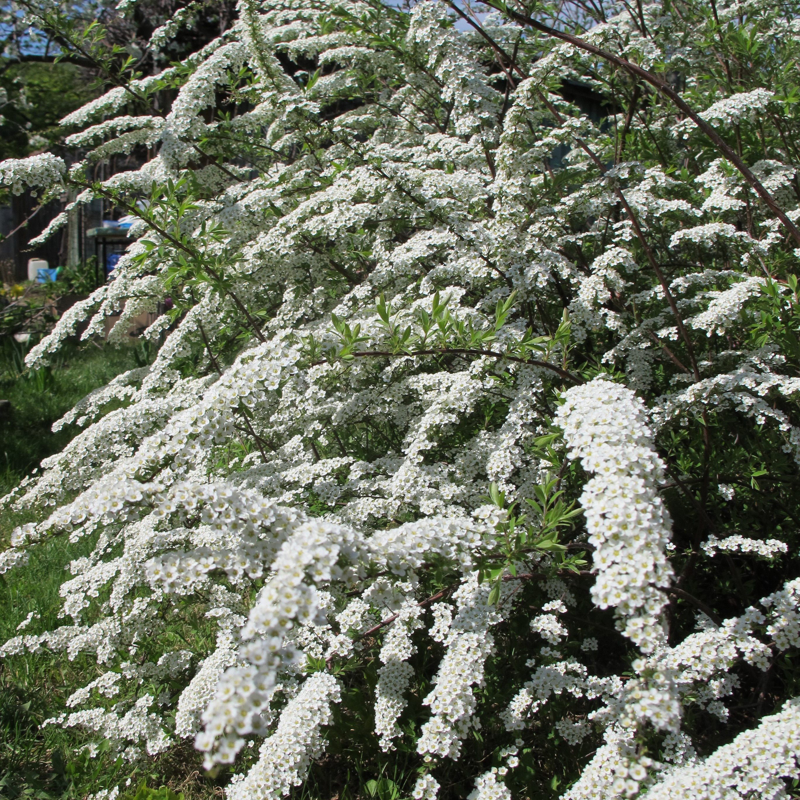 Planta Norsk brudspirea Omnia Garden 20-40cm Krukodlade