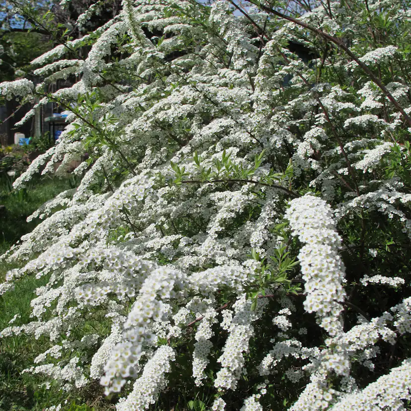 Planta Norsk brudspirea Omnia Garden 20-40cm Krukodlade
