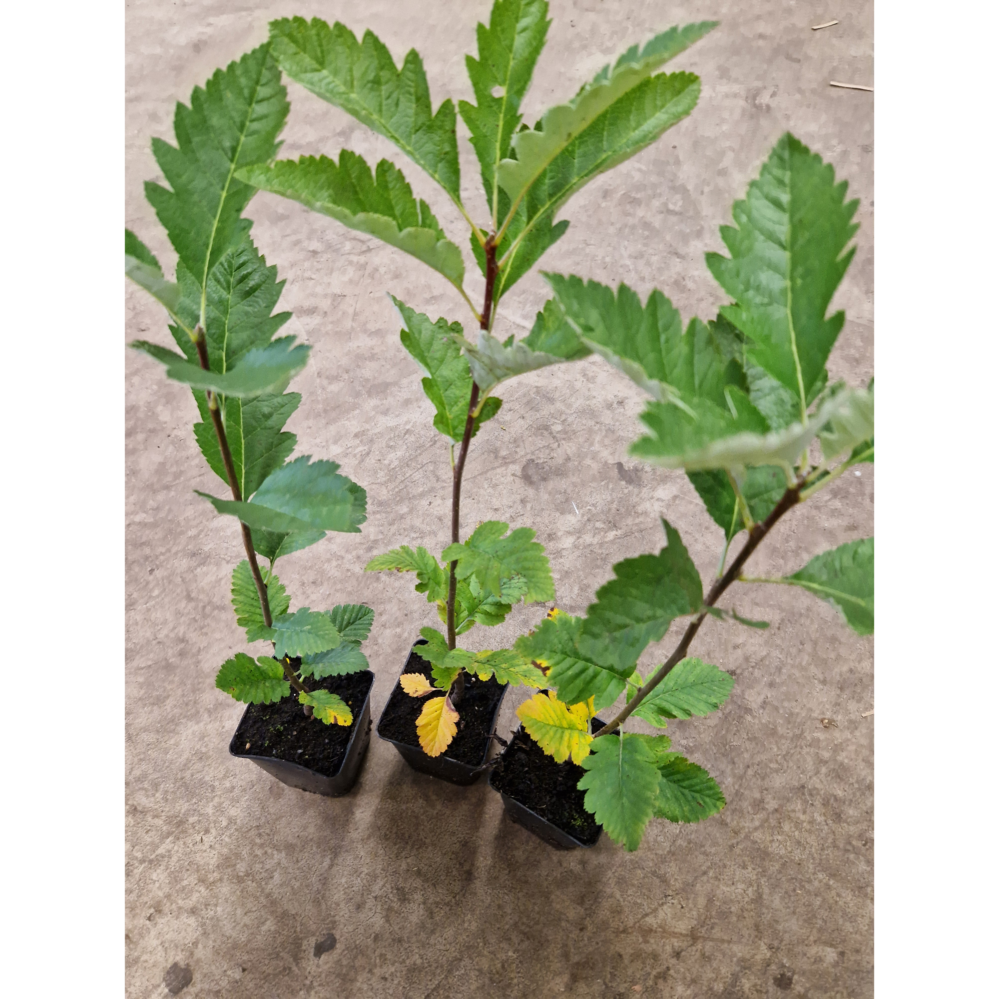 Planta Häckoxel Omnia Garden Bälinge 20-40 cm