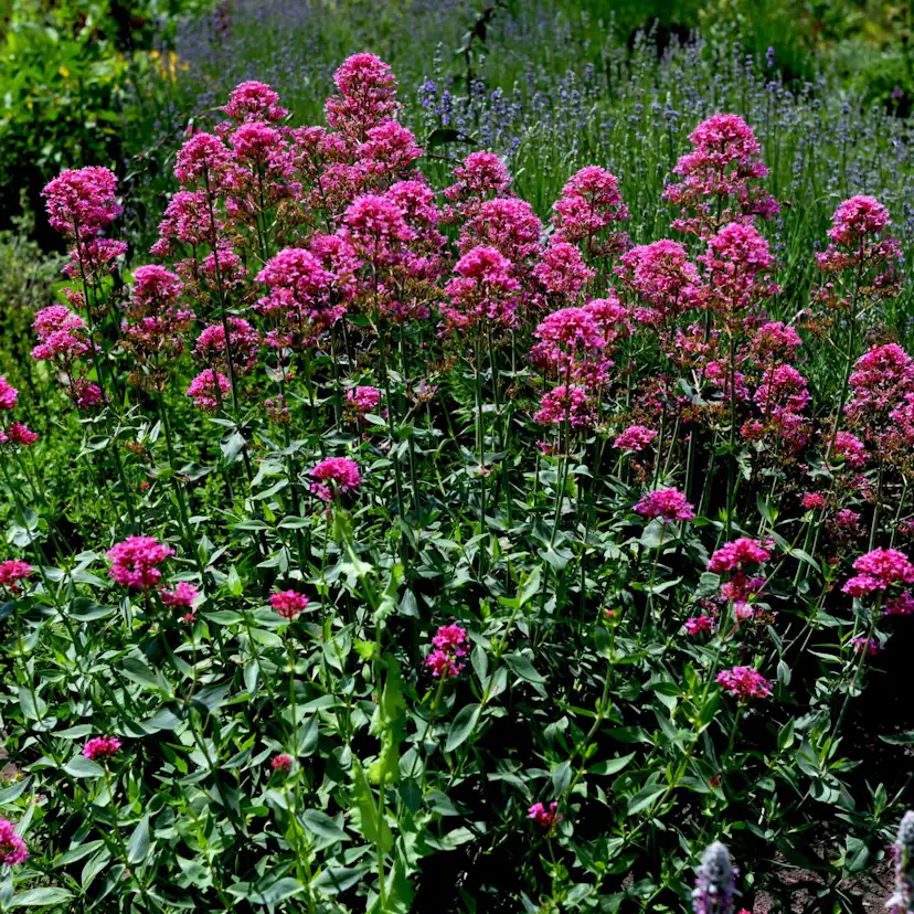 Perenn Omnia Garden Centranthus Ruber Coccineus