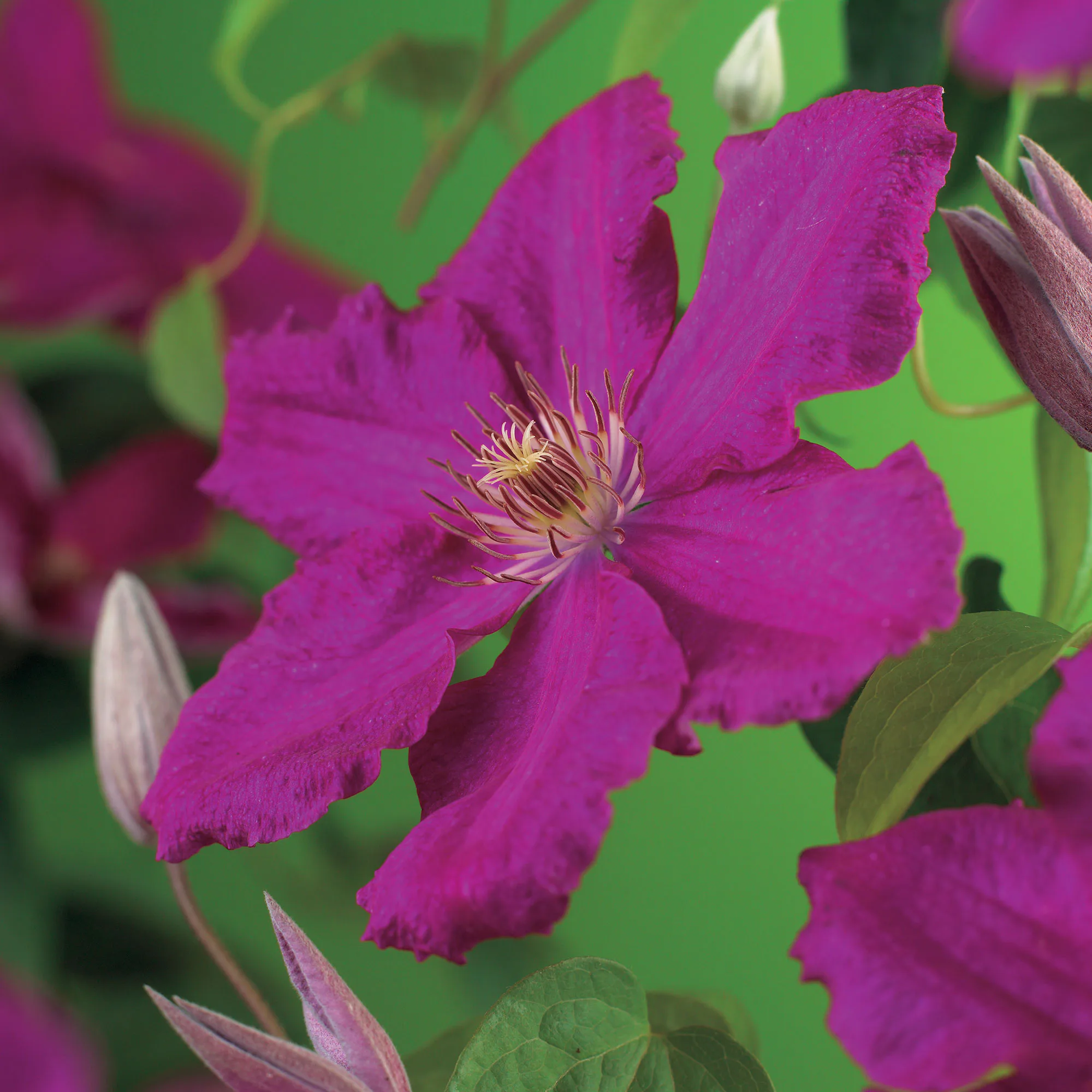 Klätterväxt Storblommig Klematis Omnia Garden Ernest Markham 40-60 cm