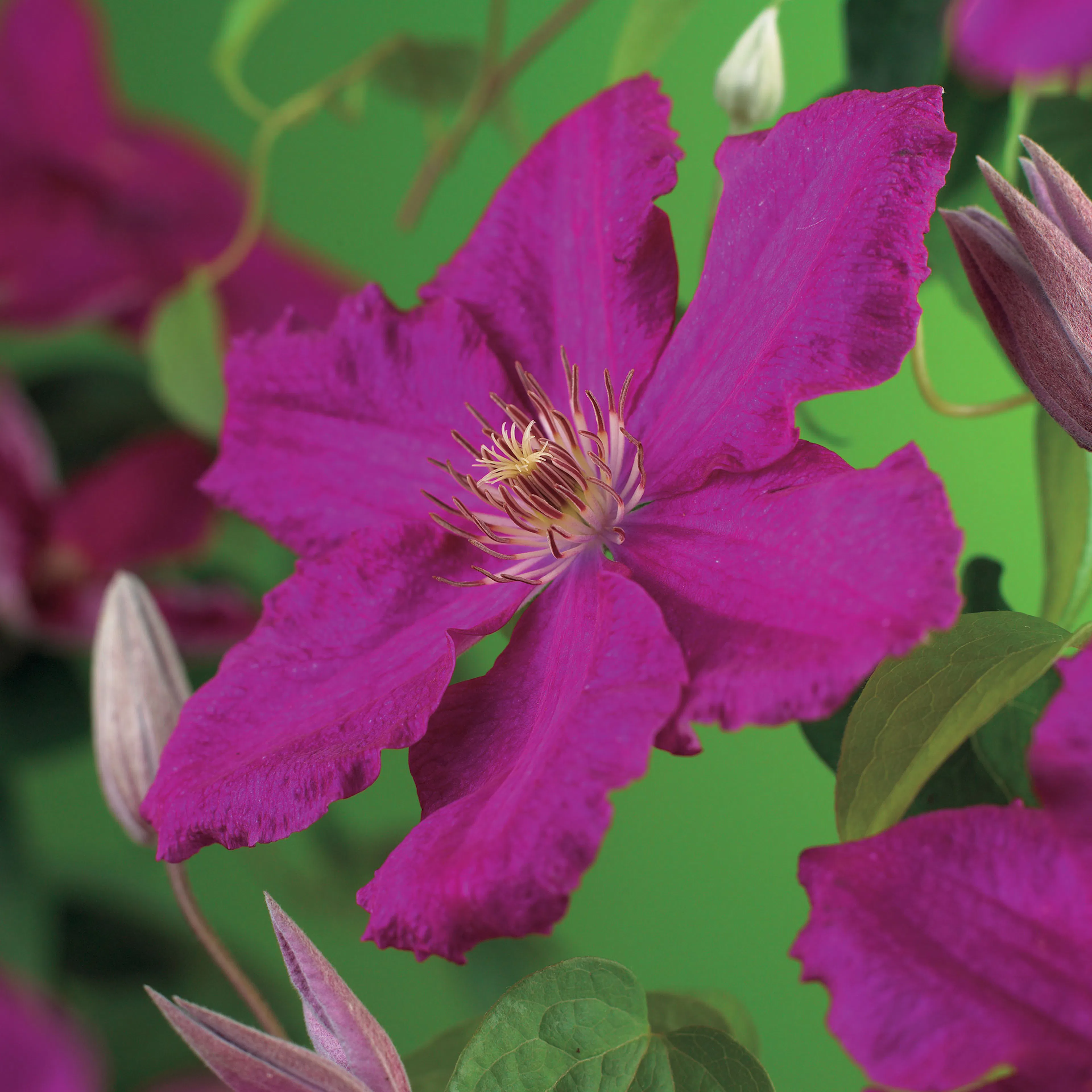 Klätterväxt Storblommig Klematis Omnia Garden Ernest Markham 40-60 cm