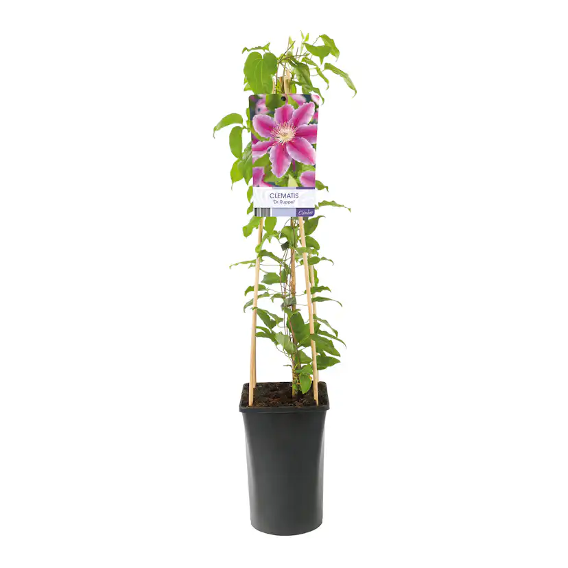 Klätterväxt Rosa Klematis Omnia Garden Dr Ruppel 40-60 cm