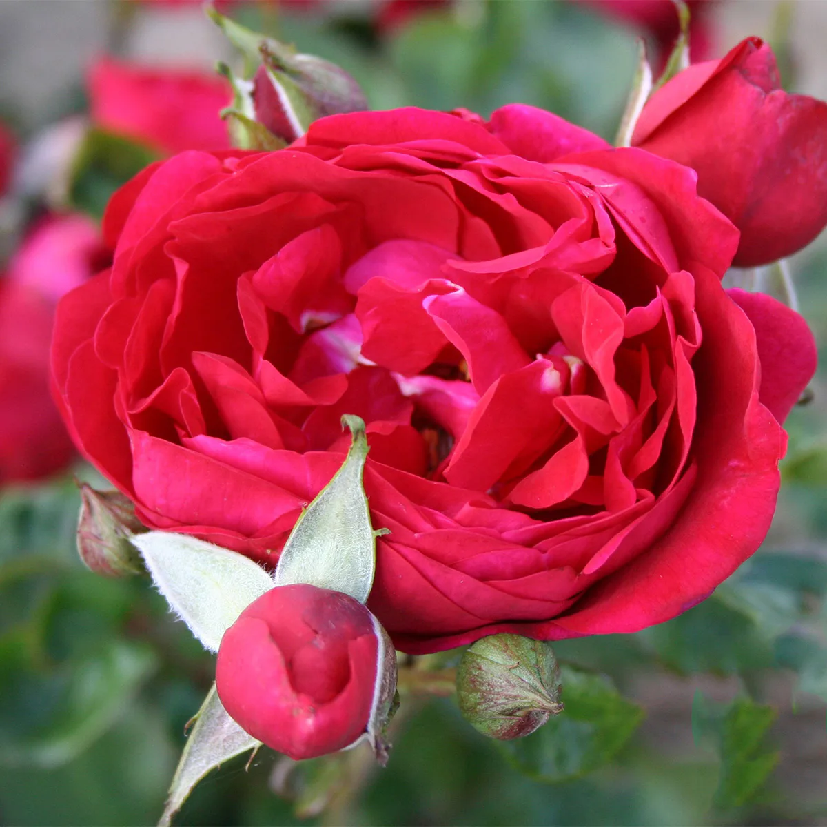 Storblommig Buskros Omnia Garden Capricia Renaissance