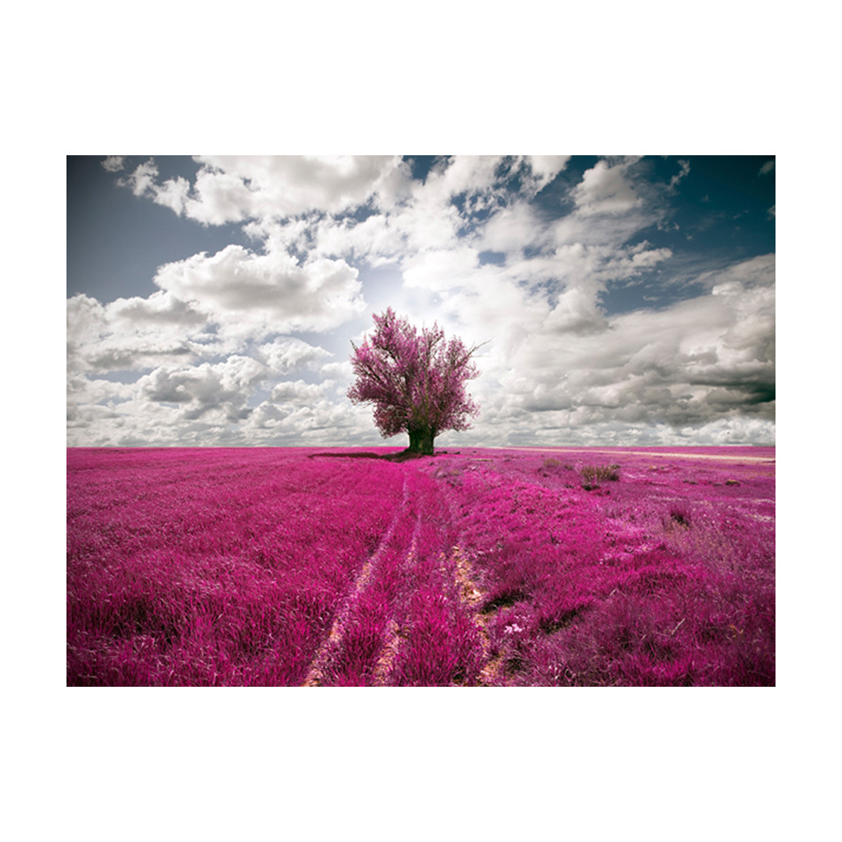 Fototapet Arkiio Magenta Äng