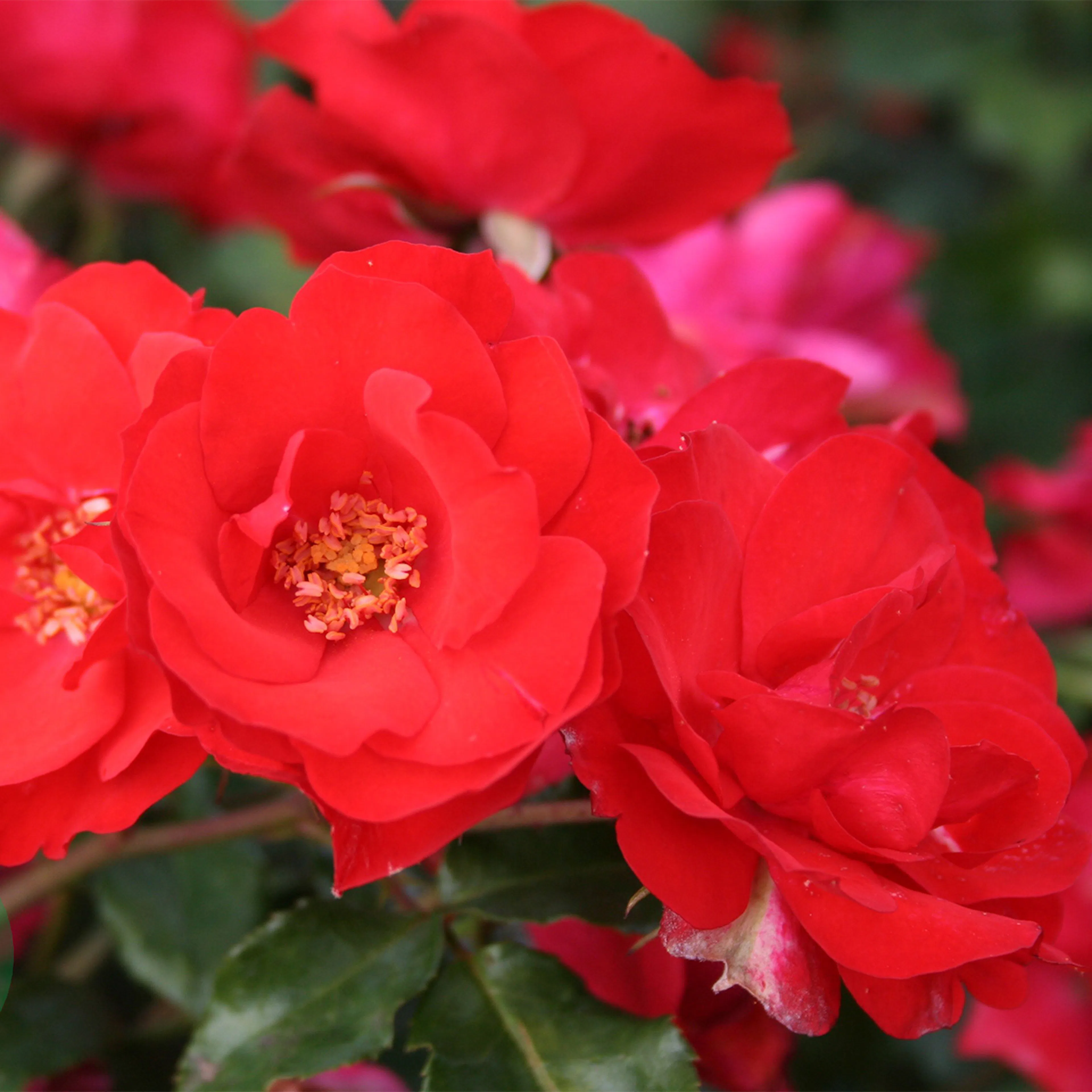 Rosa "La Sevillana", 1-pack 1-pack