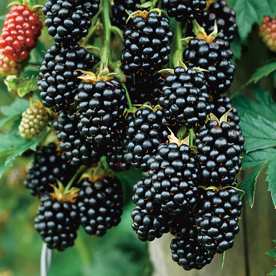 Buske Björnbär Omnia GardenBlack Satin 60-80 cm