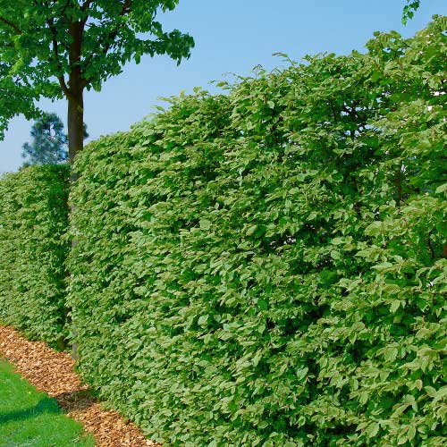 Bok Omnia Garden 125-150 cm