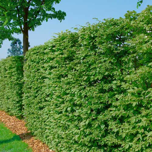 Bok Omnia Garden 125-150 cm 100-pack