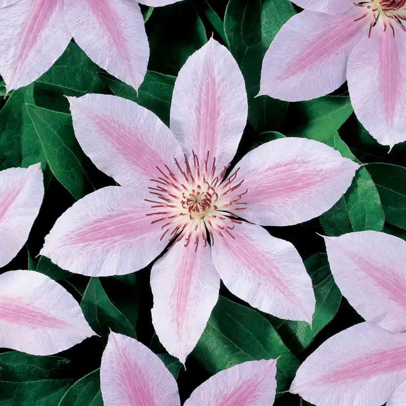 Klätterväxt Storblommig Klematis Omnia Garden Jan Pawel II 40-60 cm