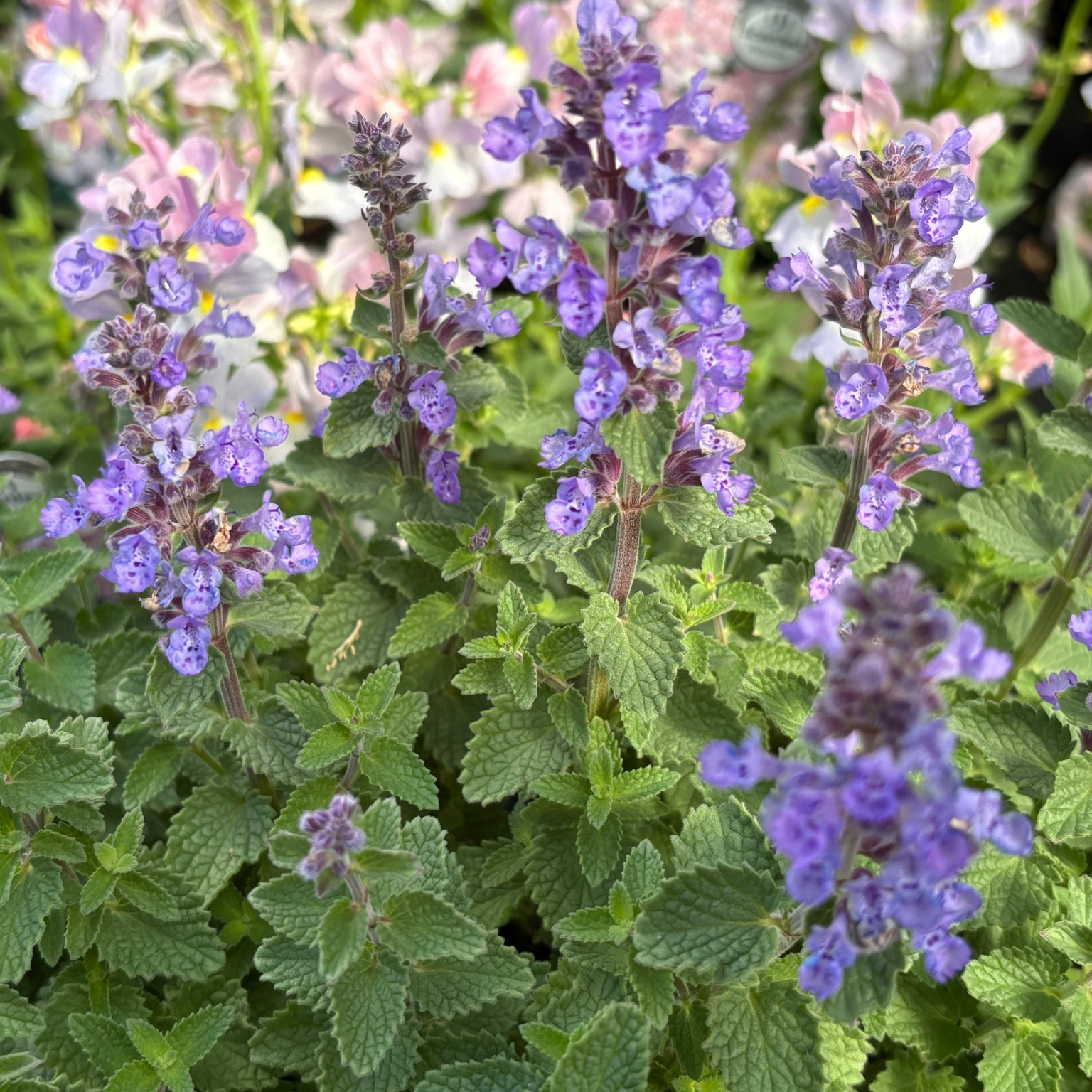 Perenn Omnia Garden Kantnepeta Purrsian Blue