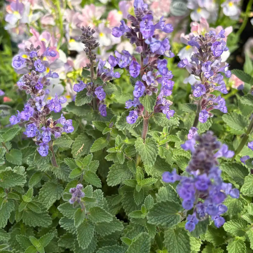 Perenn Omnia Garden Kantnepeta Purrsian Blue