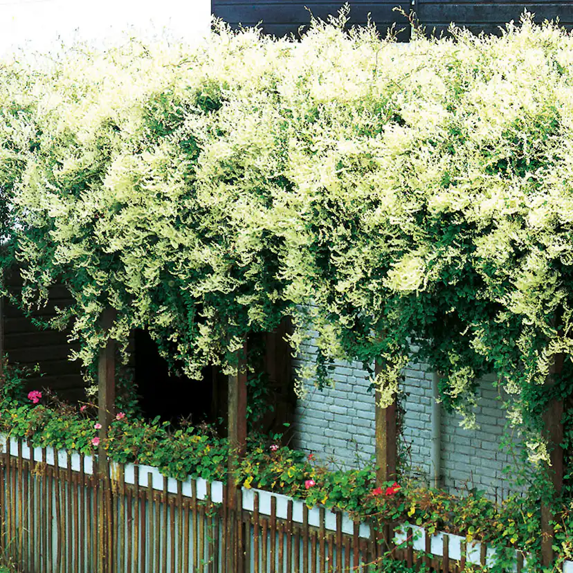 Klätterväxt Bokharabinda Omnia Garden 40-60 cm