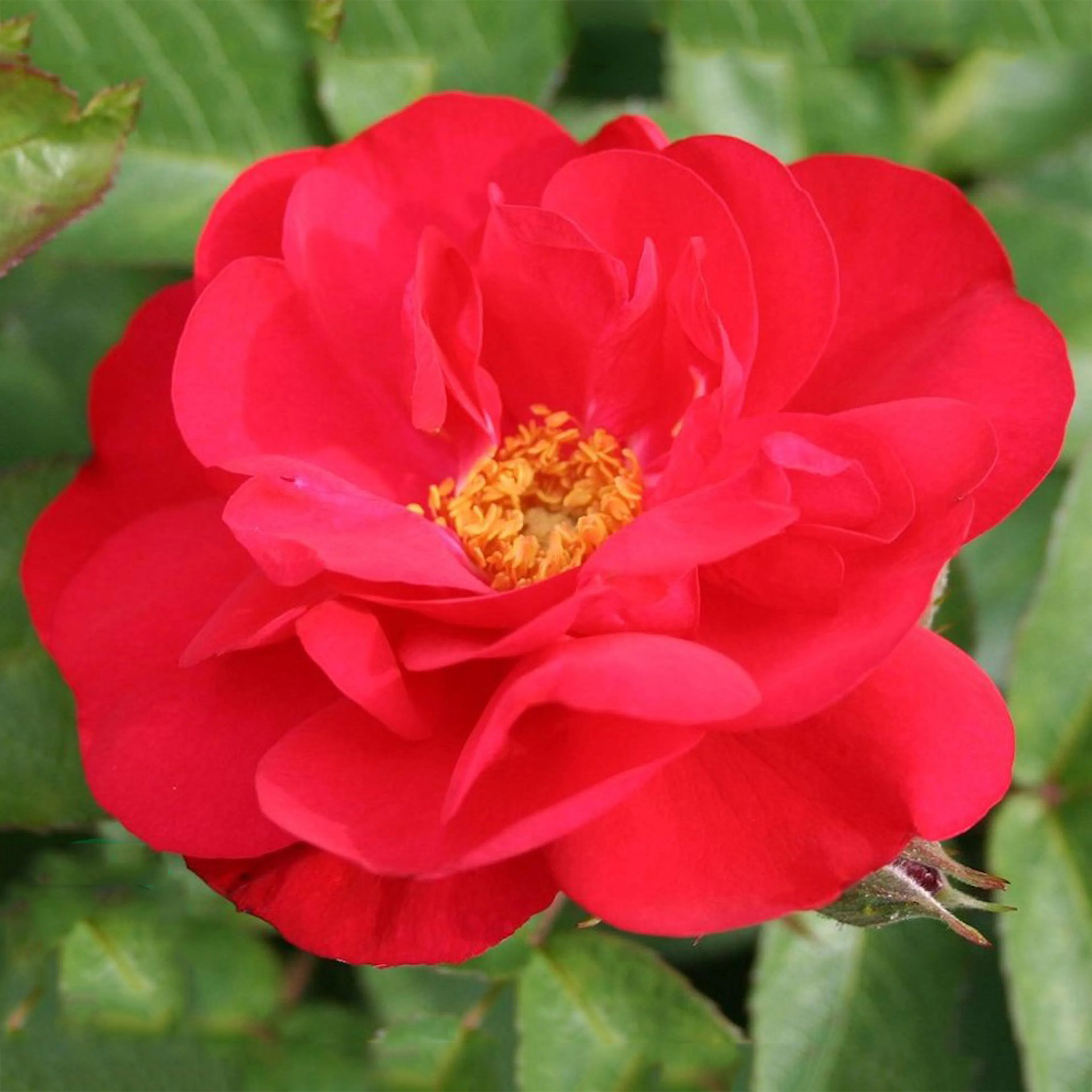 Rosa "Hansaland", 10-pack 10-pack