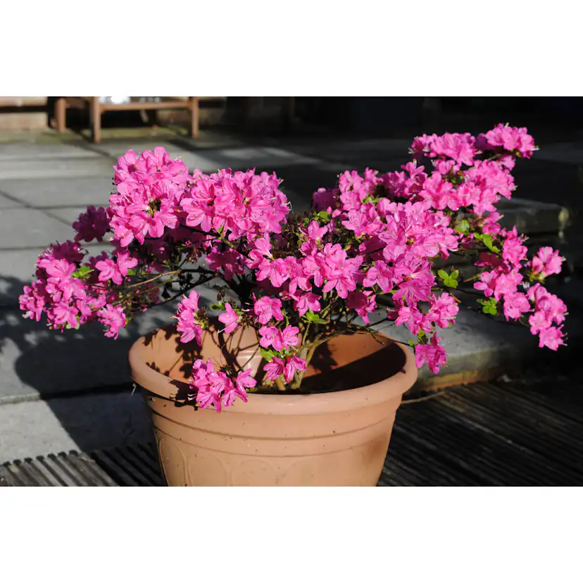 Rhododendron Azalea Omnia Garden Kermesina 20-25 cm