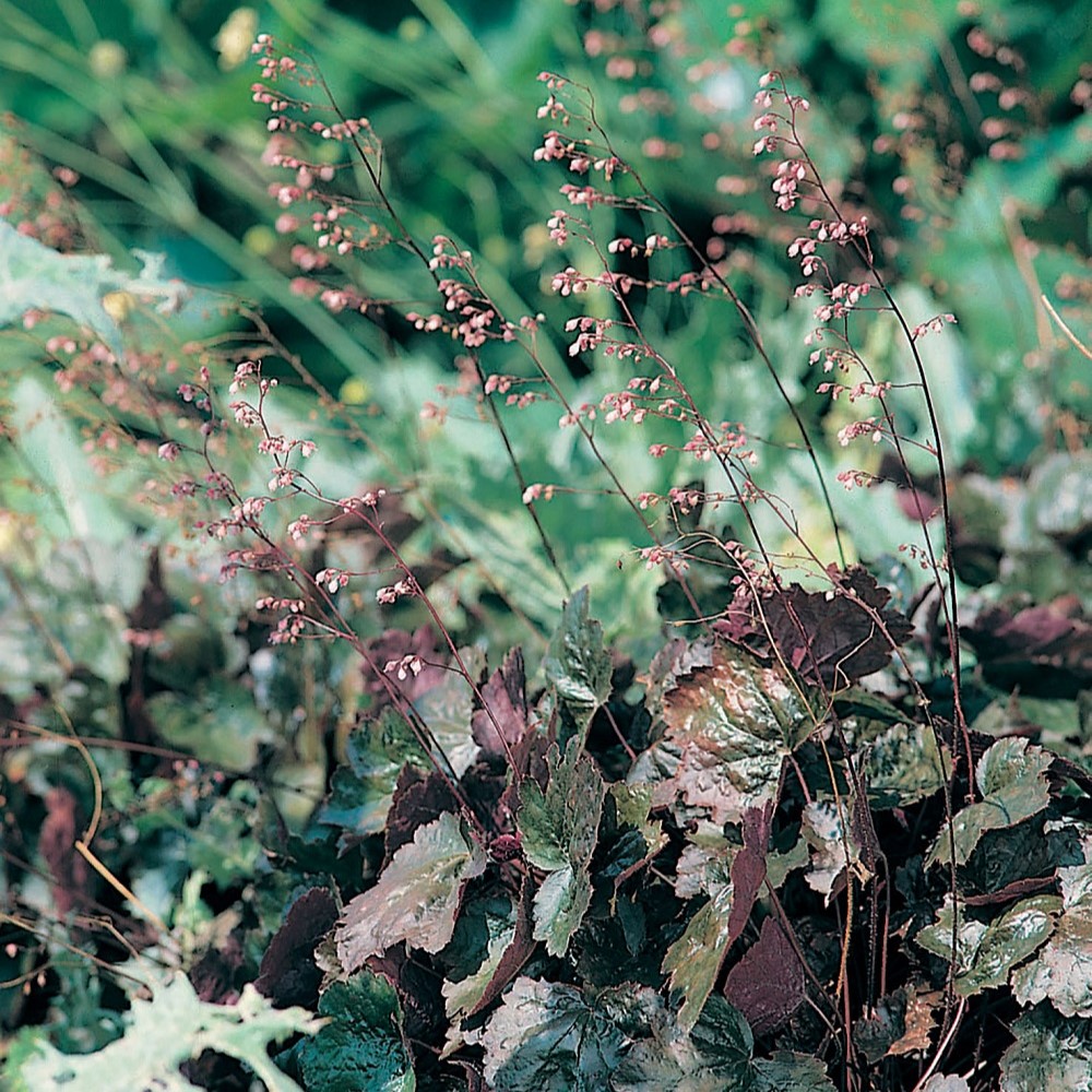 Planta Omnia Garden Alunrot Rachel