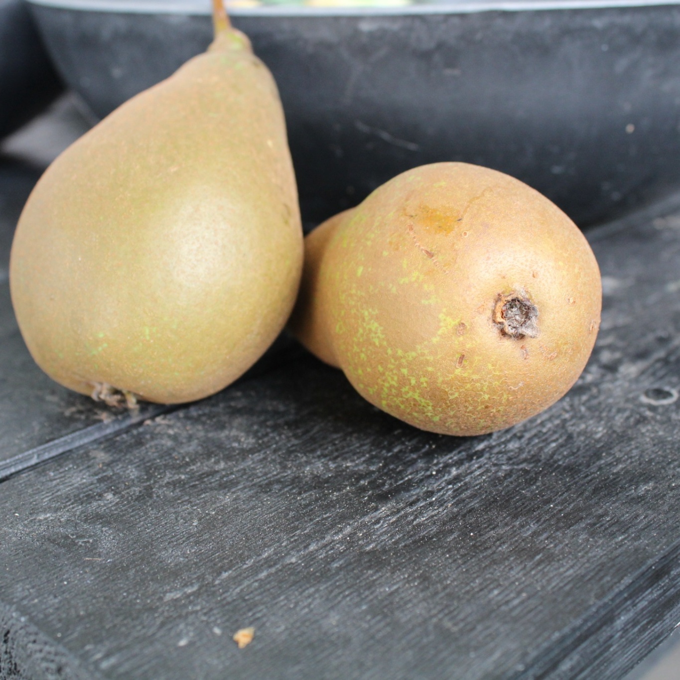 Päronträd Omnia Garden Pyrus Communis Ingeborg E