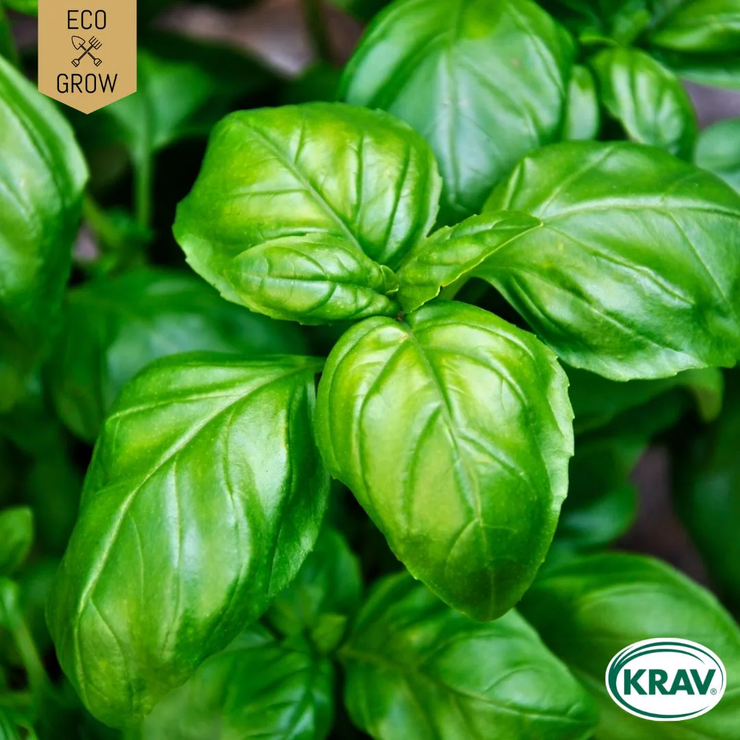 Fröpåse Eco Grow Basilika Italiano Classico