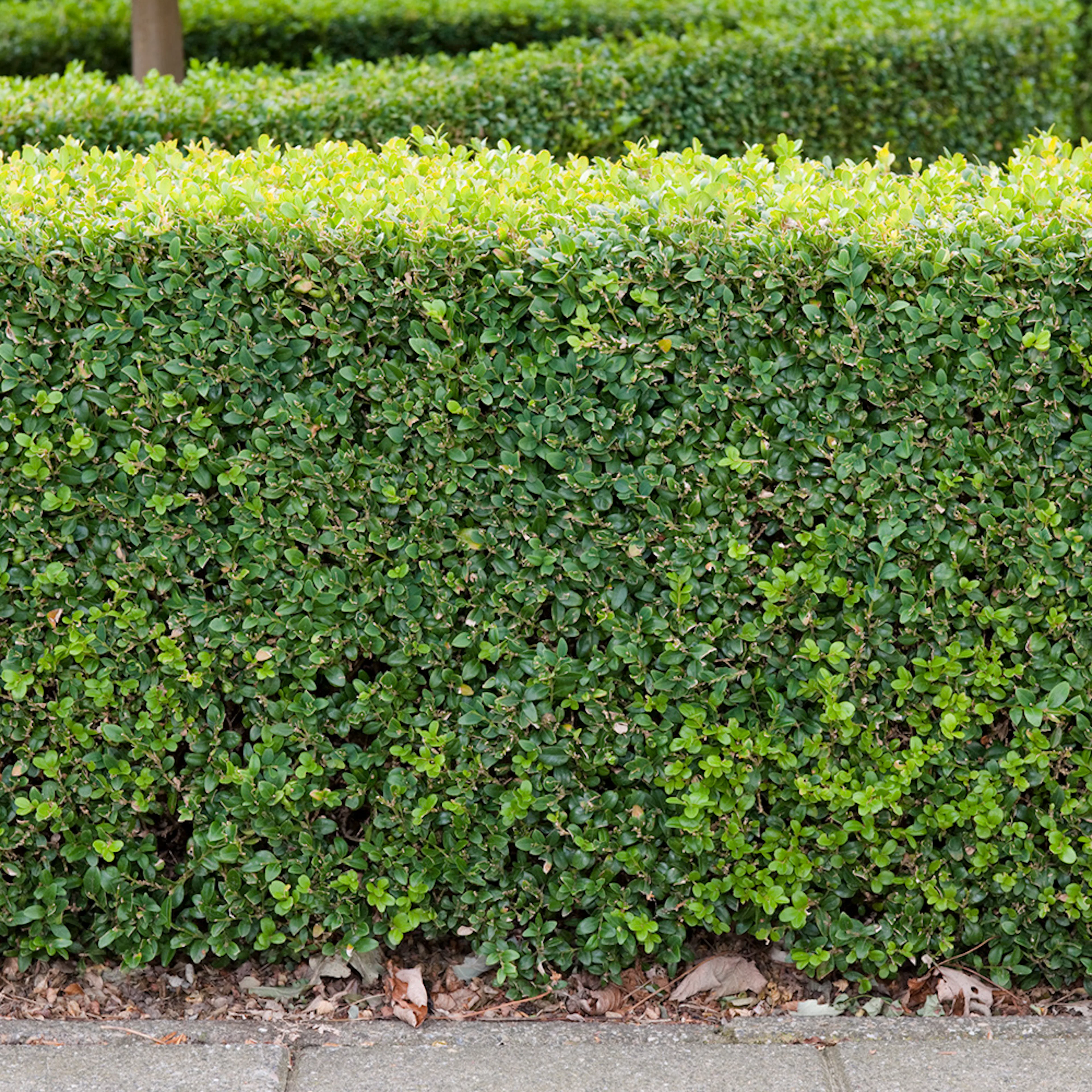 Planta Buxbom Omnia Garden (Buxus Sempervirens) 15-20 cm