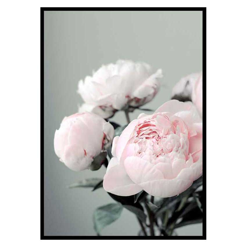 Poster Gallerix Pink peonies No1