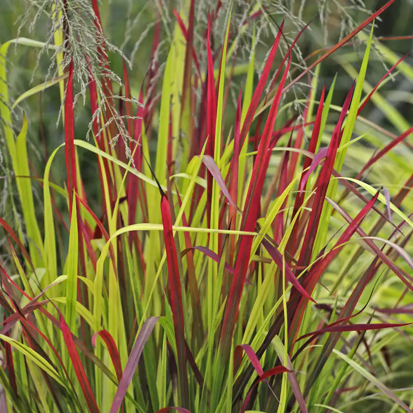 Planta Omnia Garden Japanskt blodgräs