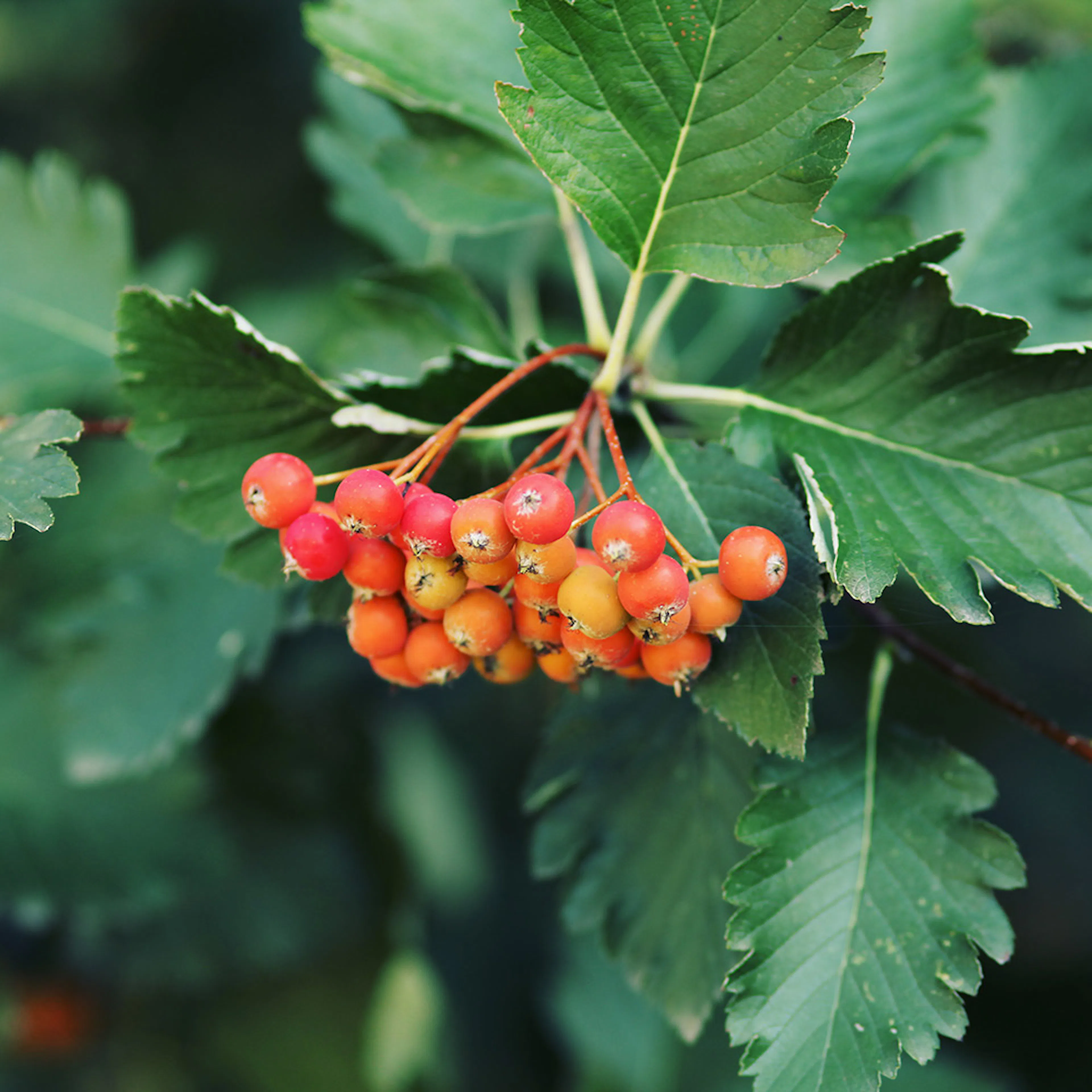Planta Häckoxel Omnia Garden Bälinge 20-40 cm