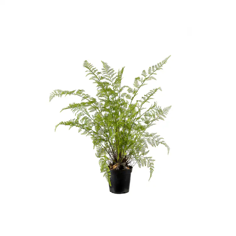 Konstväxt Mr Plant Ormbunke 80-90