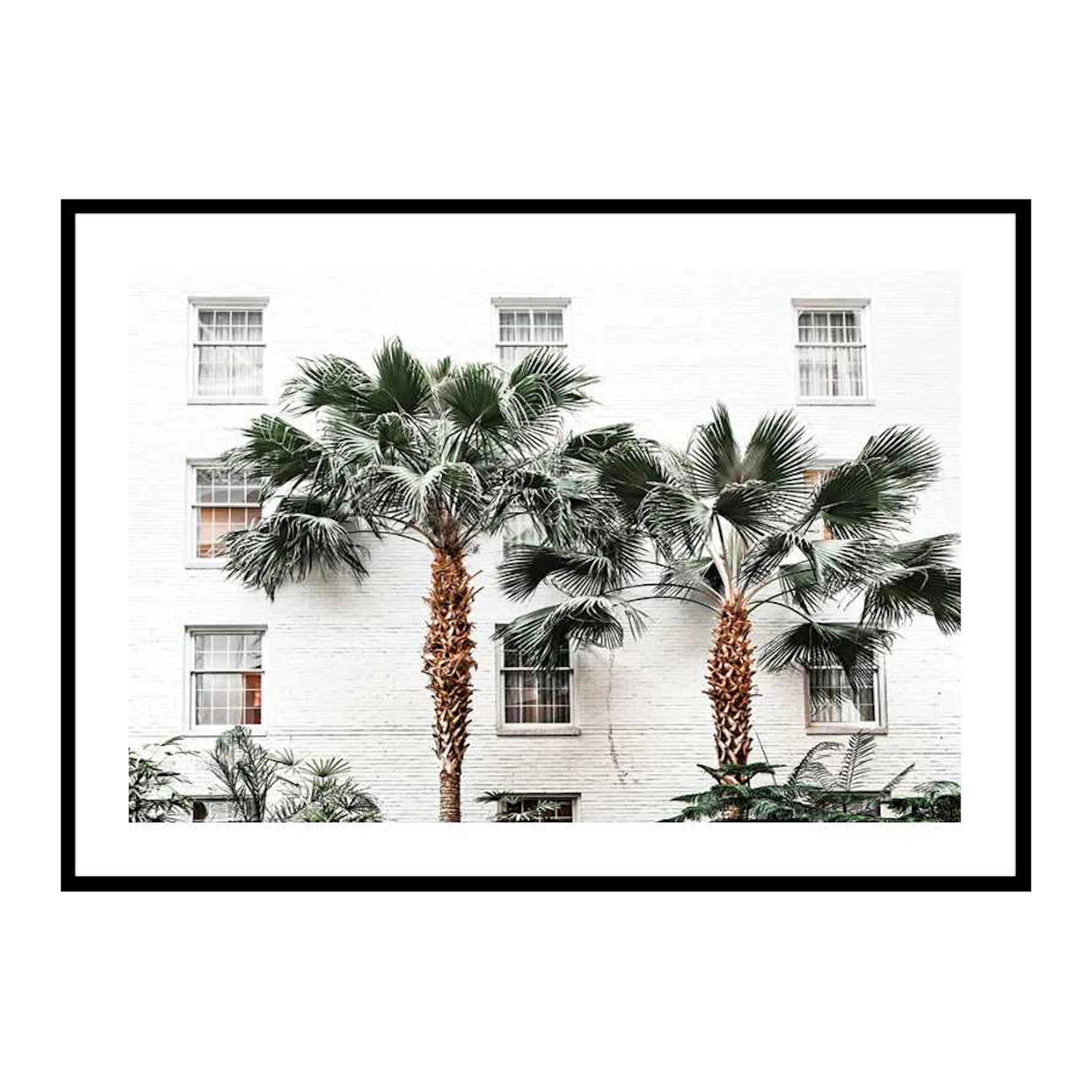 City Palms 50x70 cm