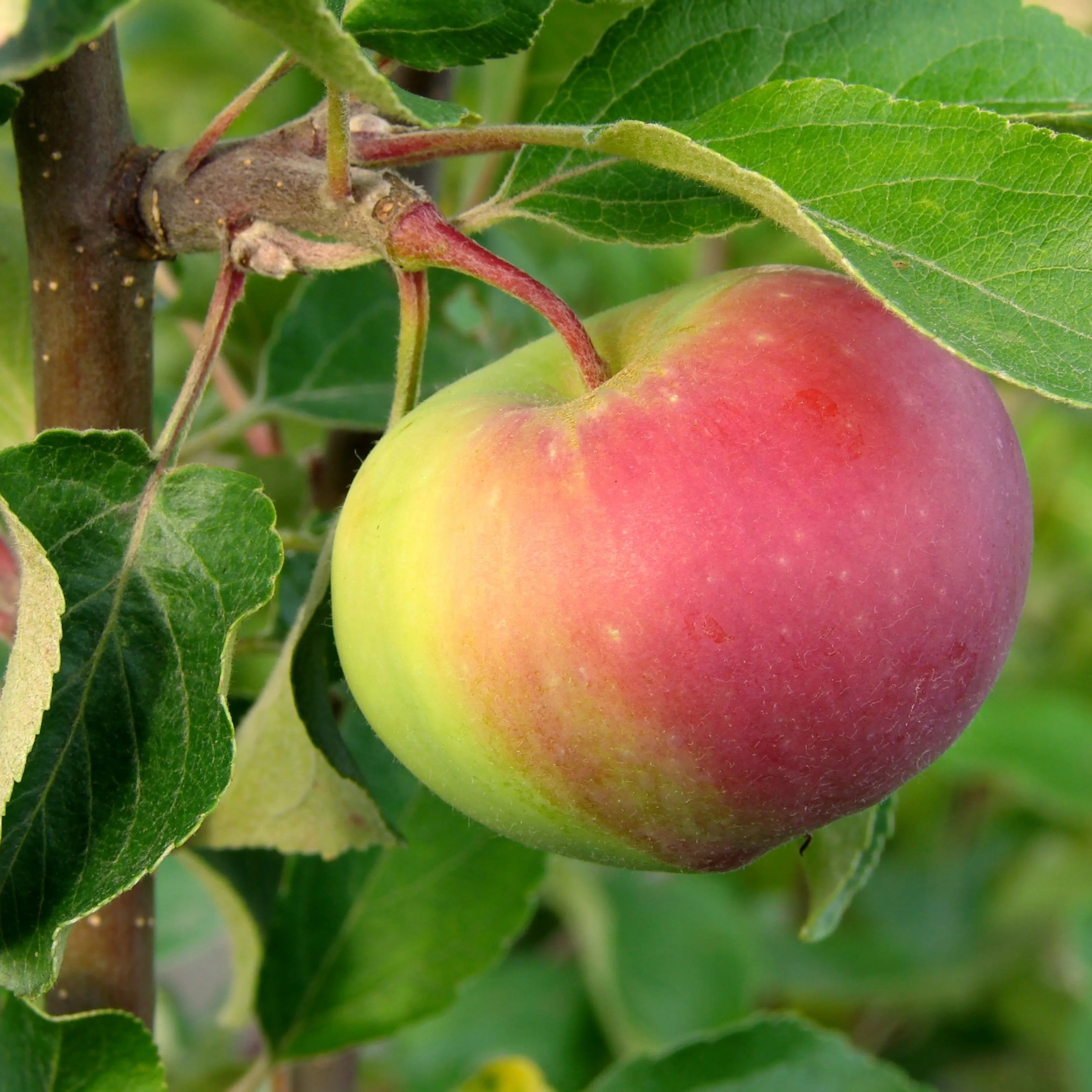 Äppelträd Omnia Garden Malus Domestica Rött Kaneläpple
