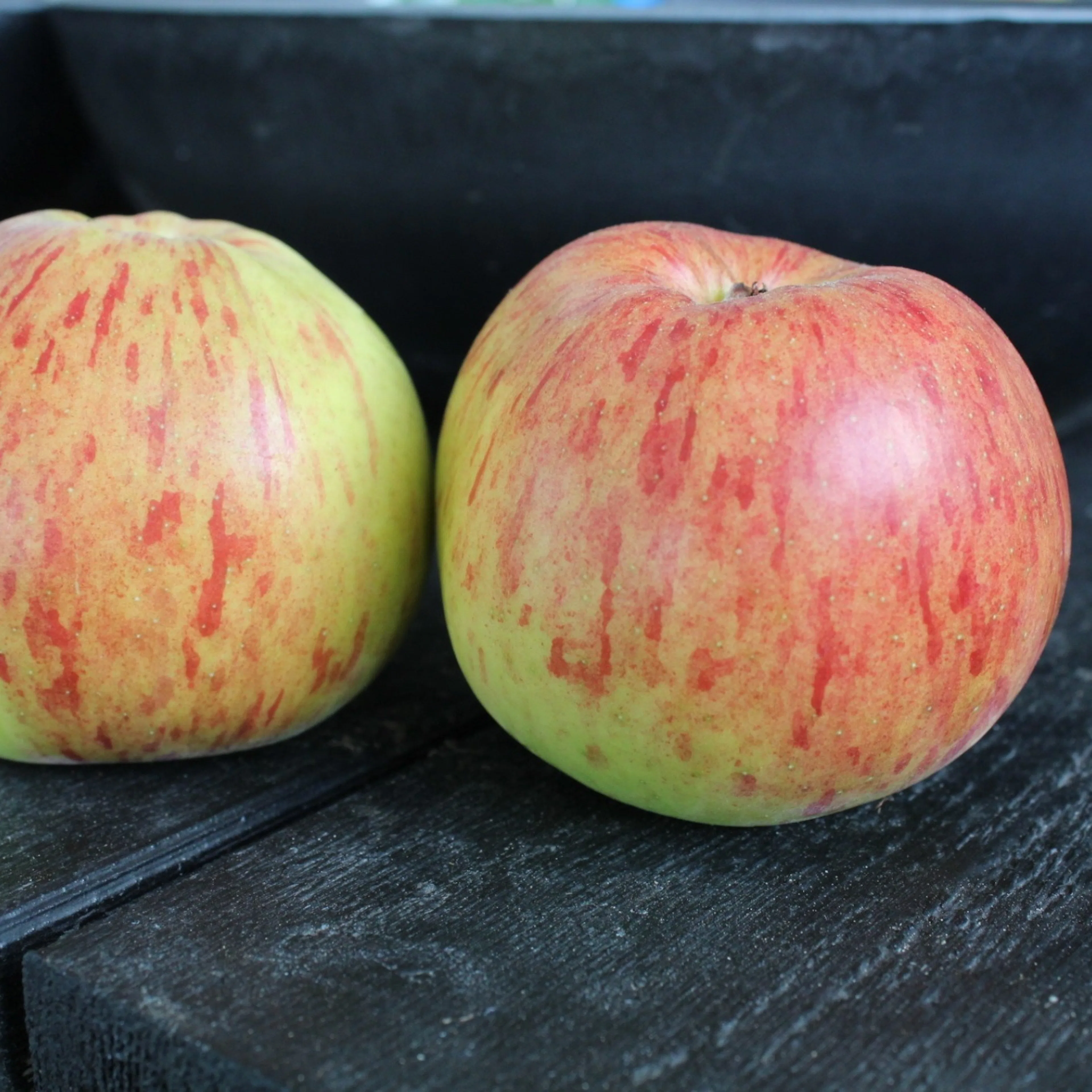 Äppelträd Omnia Garden Malus Domestica Höstdessert E