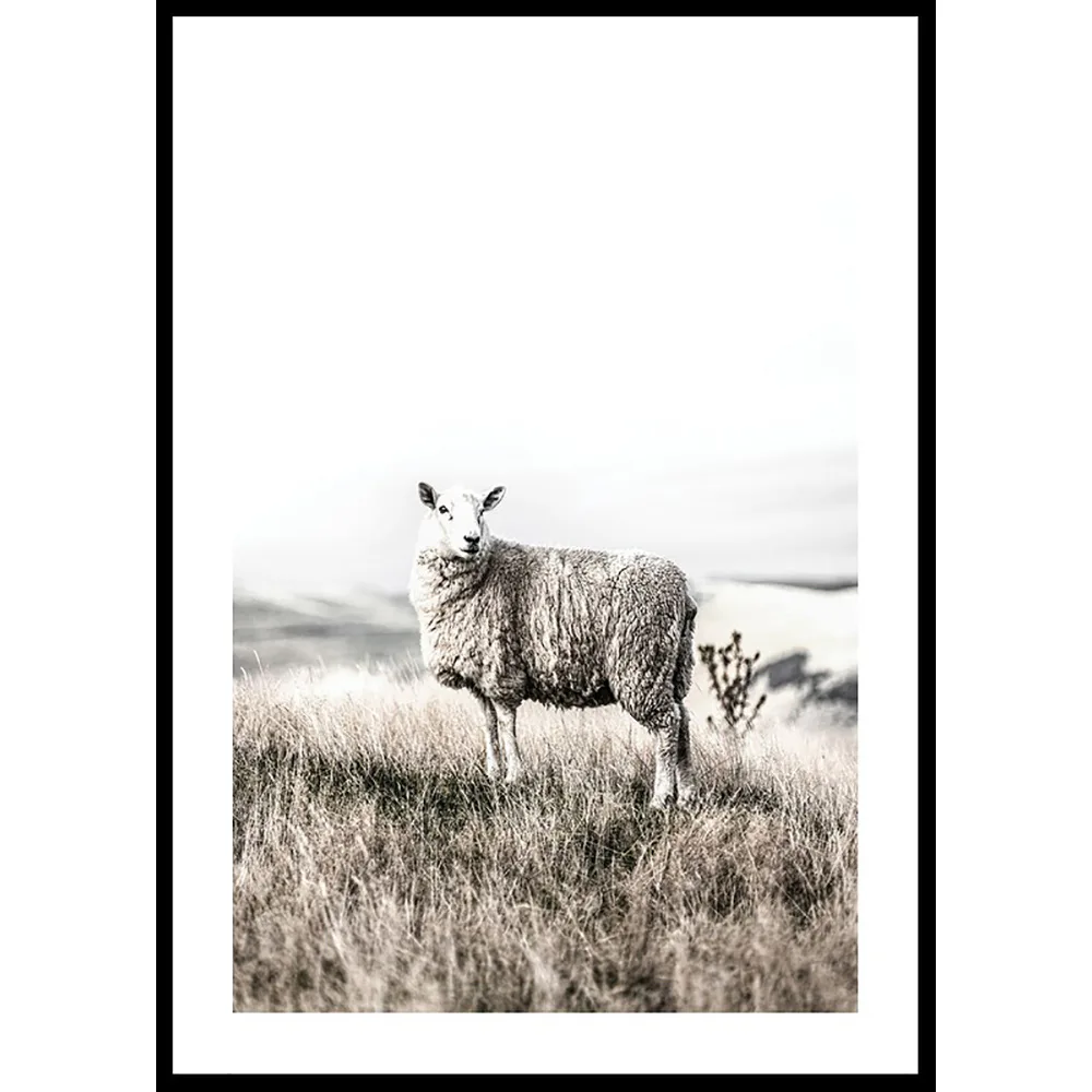Poster Gallerix White Sheep In Field