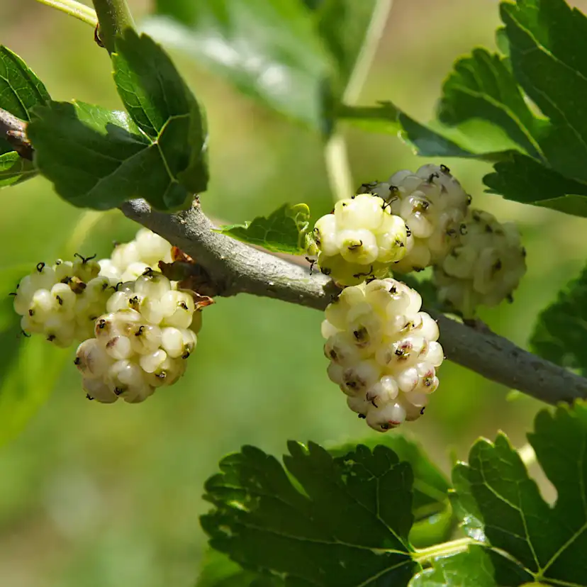 Bärbuske Omnia Garden Vitt Mullbär Morus Alba Visborg