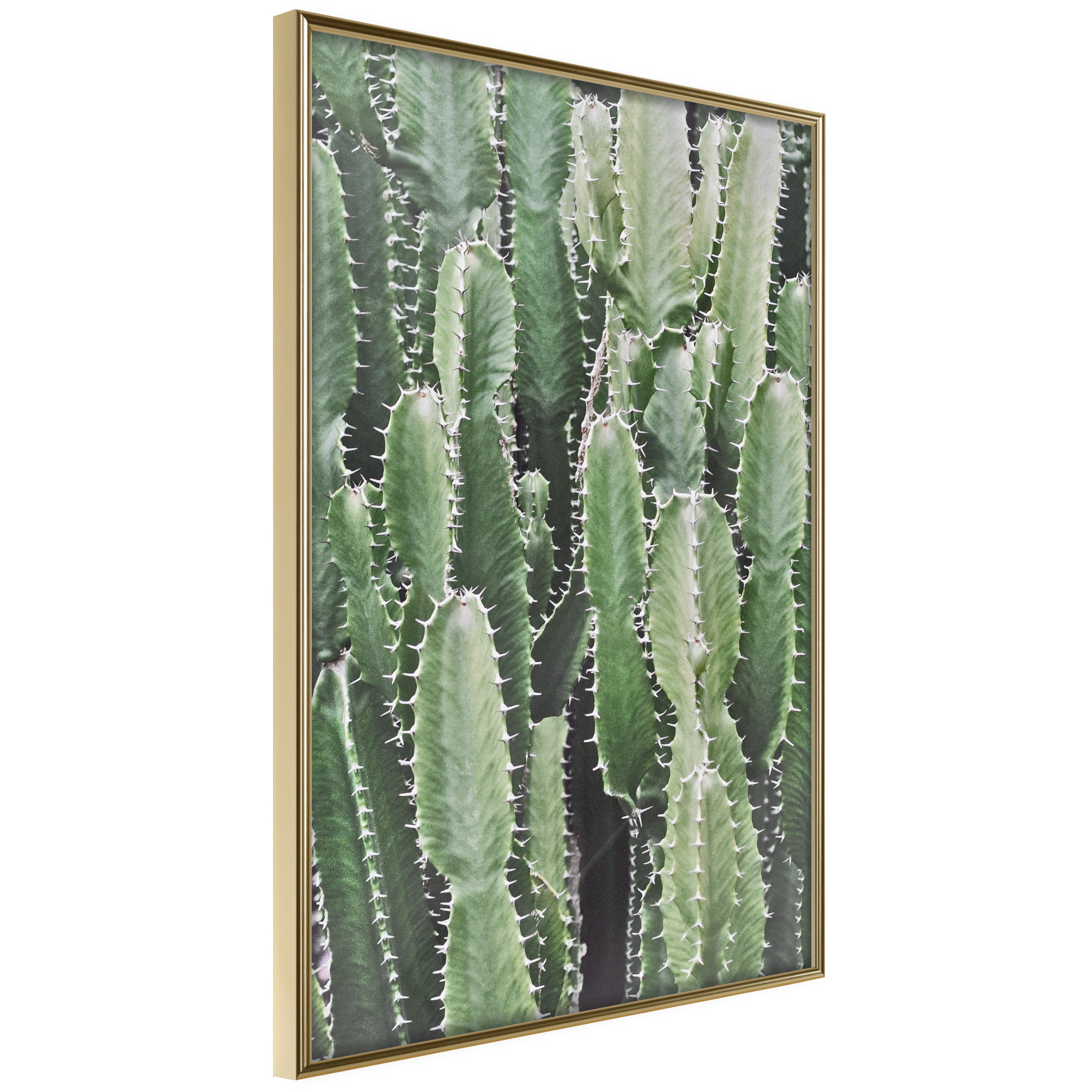 Affisch - Cactus Garden [Poster] 40x60 Guld ram, 40x60 cm