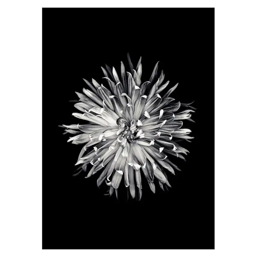 Poster Gallerix Dahlia BW