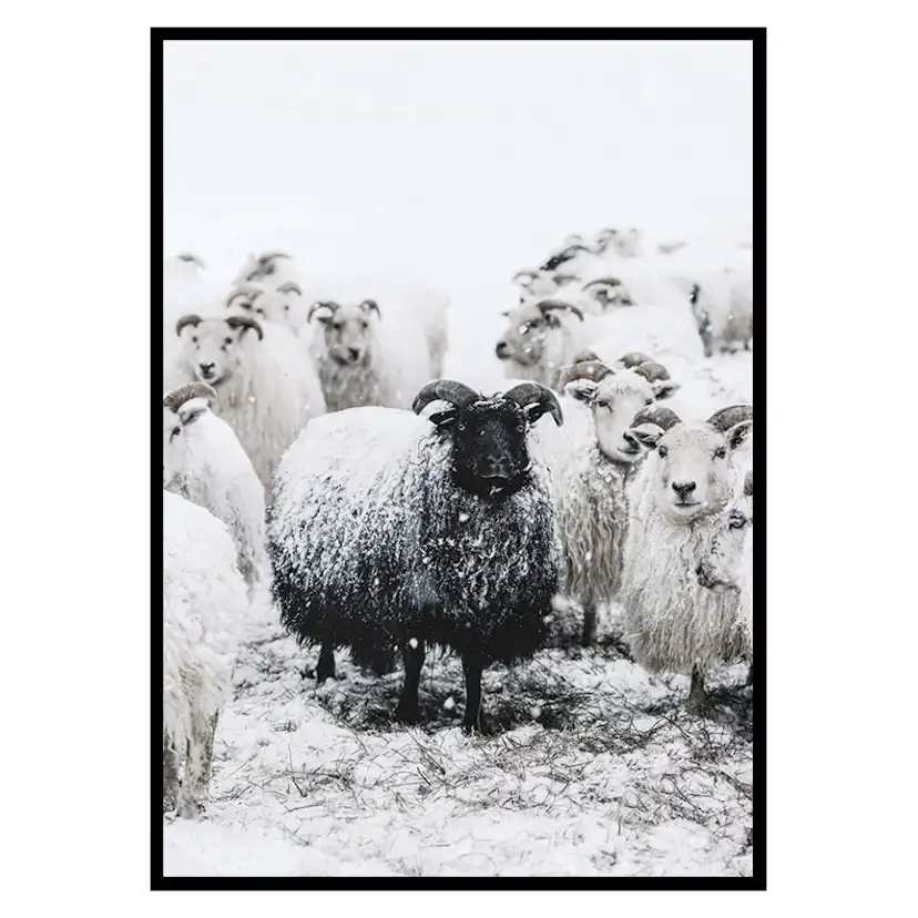 Poster Gallerix Winter Sheep