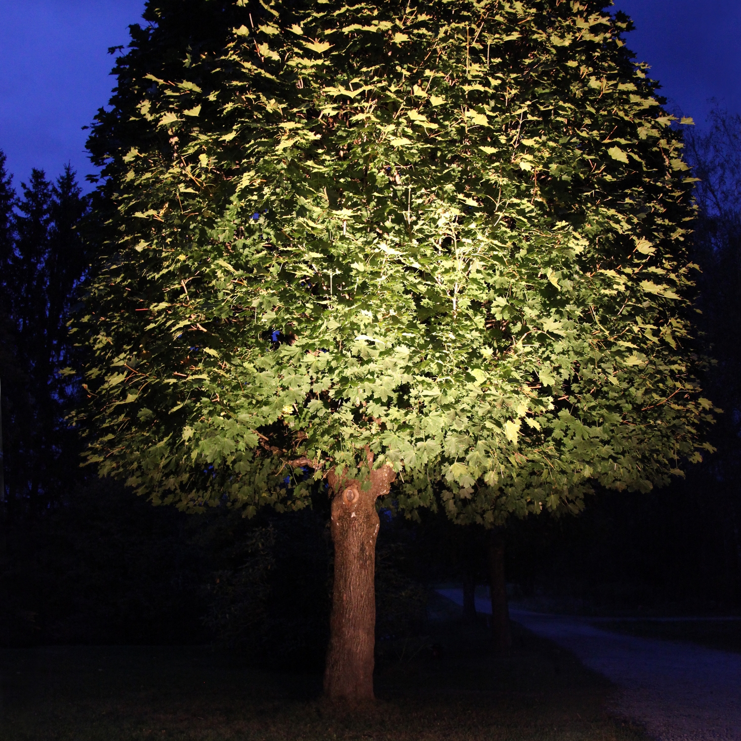 LED-lampa Star Trading E27 PAR38 Spotlight Outdoor Svart