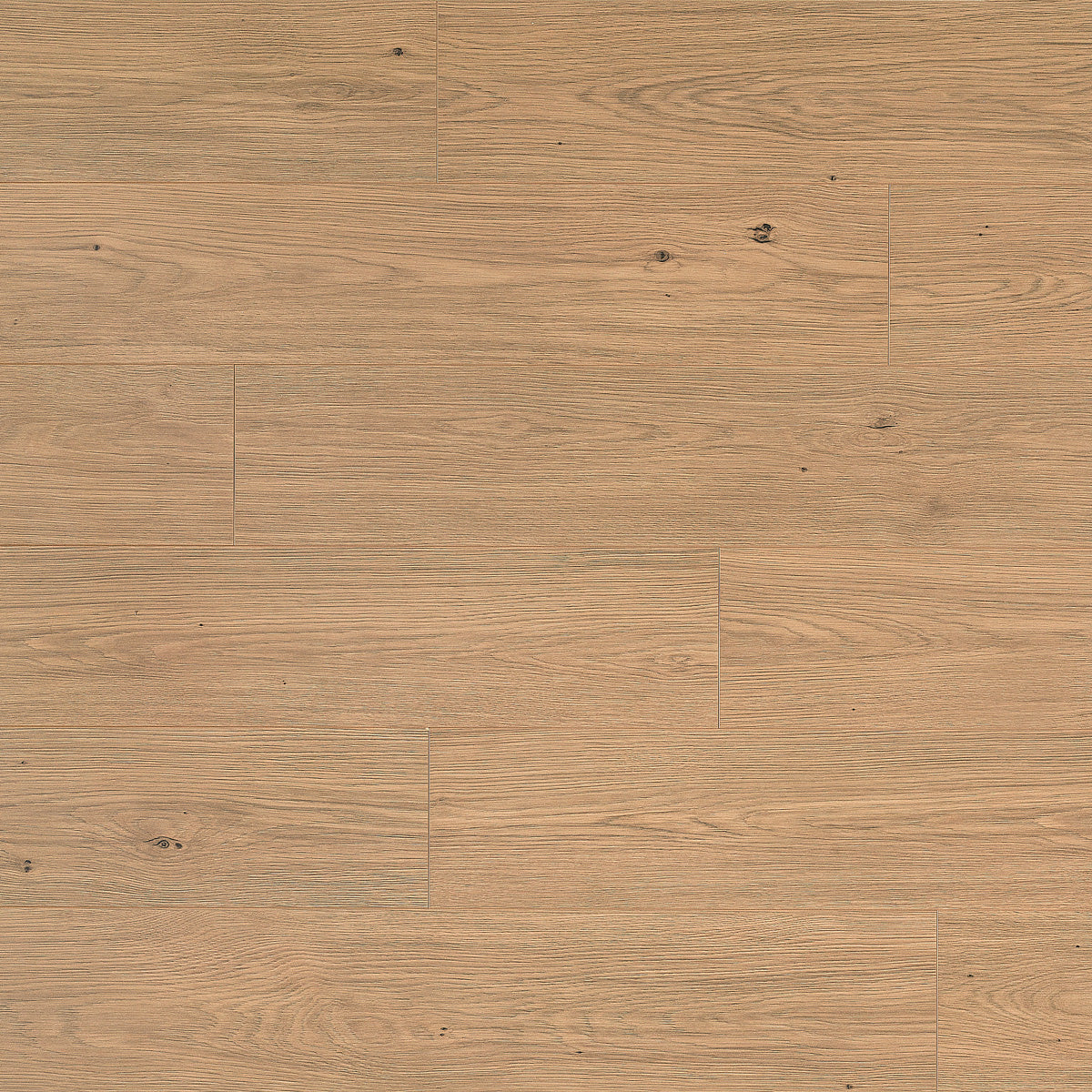 Laminatgolv Oak Toffee 8 mm, 1-stav