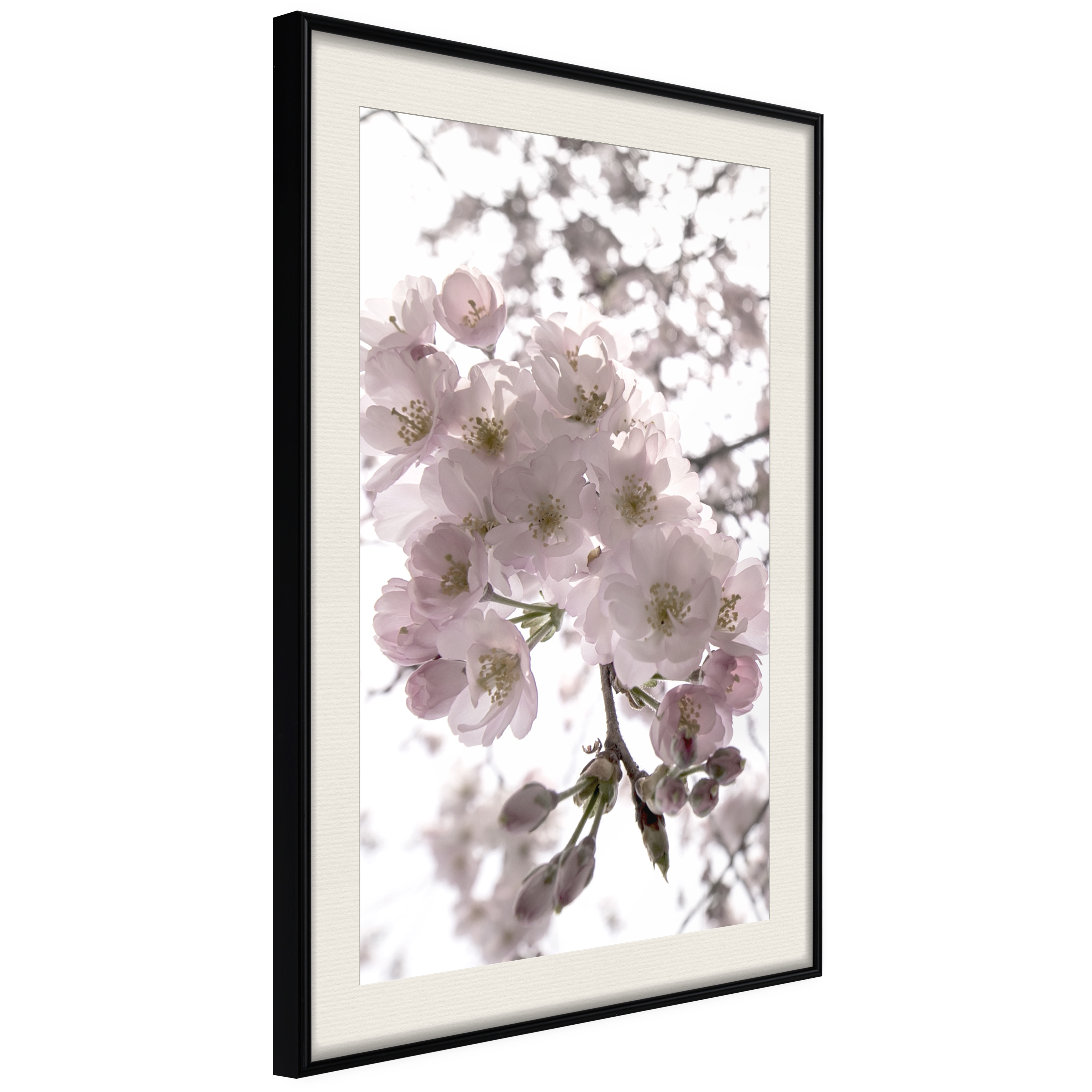Affisch - Cherry Blossoms [Poster] 40x60 Svart ram med passepartout, 40x60 cm