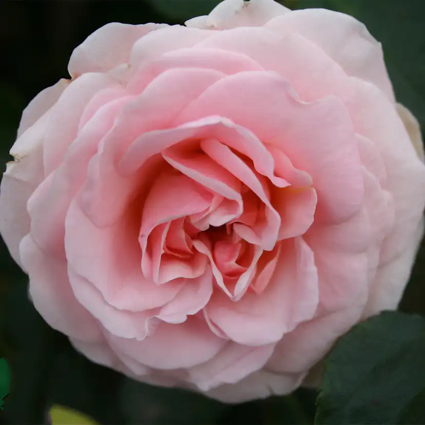 Flerblommig Rabattros Omnia Garden Dronning Margrethe