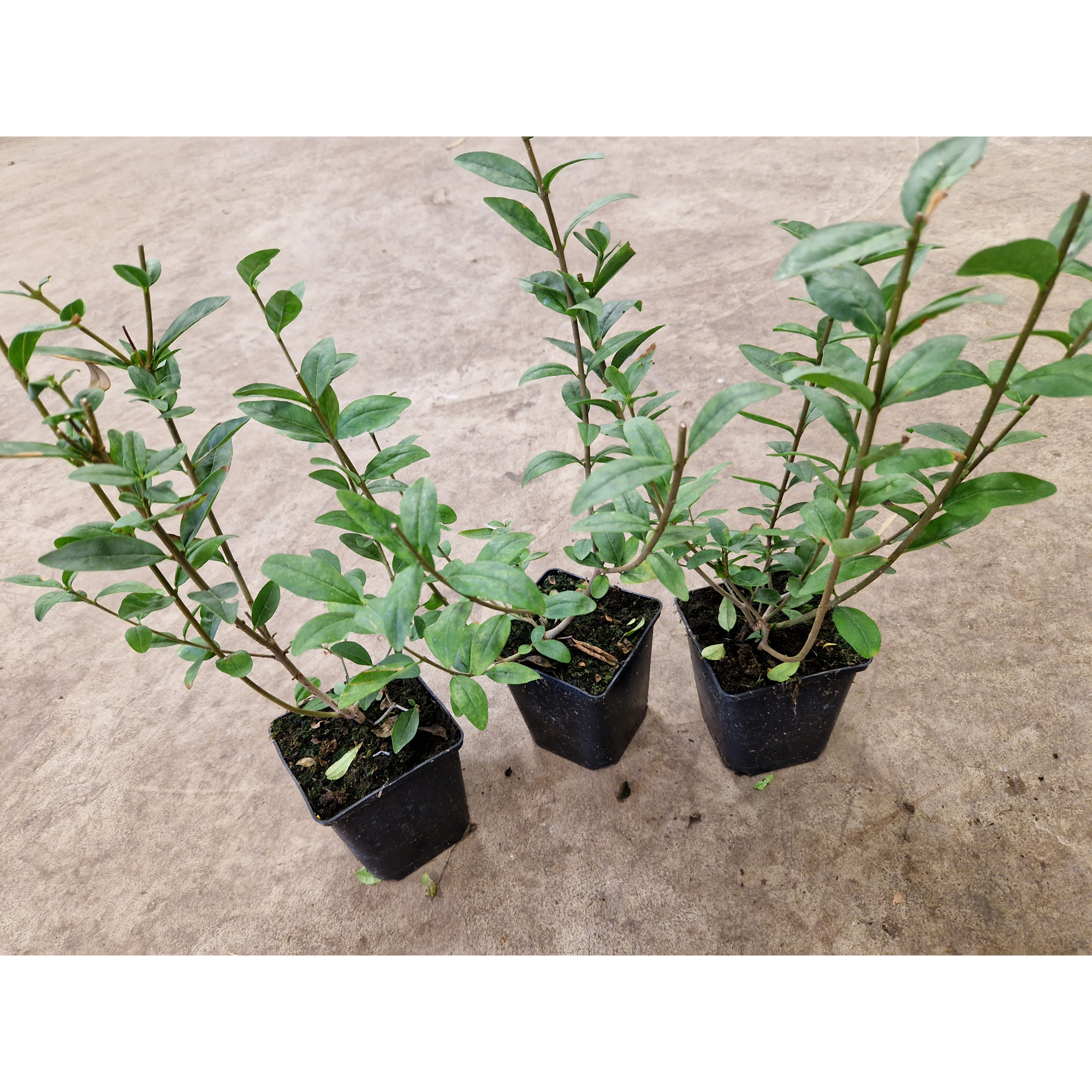 Planta Vinterliguster Liga Omnia Garden Krukodlade