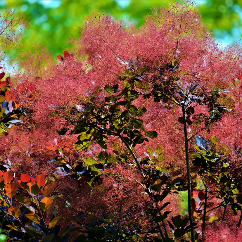 Rödbladig Perukbuske Omnia Garden Royal Purple