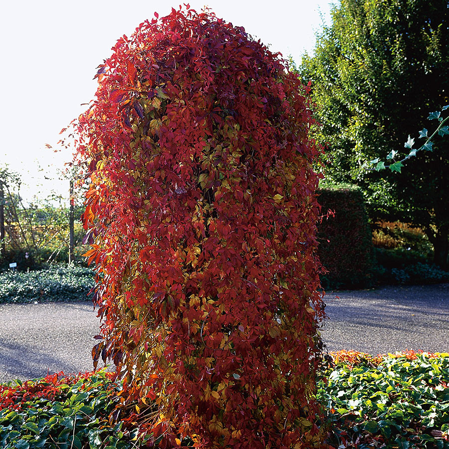 Klätterväxt Klättervildvin Omnia Garden 40-60 cm