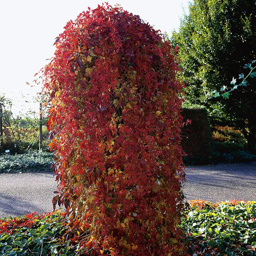 Klätterväxt Klättervildvin Omnia Garden 40-60 cm