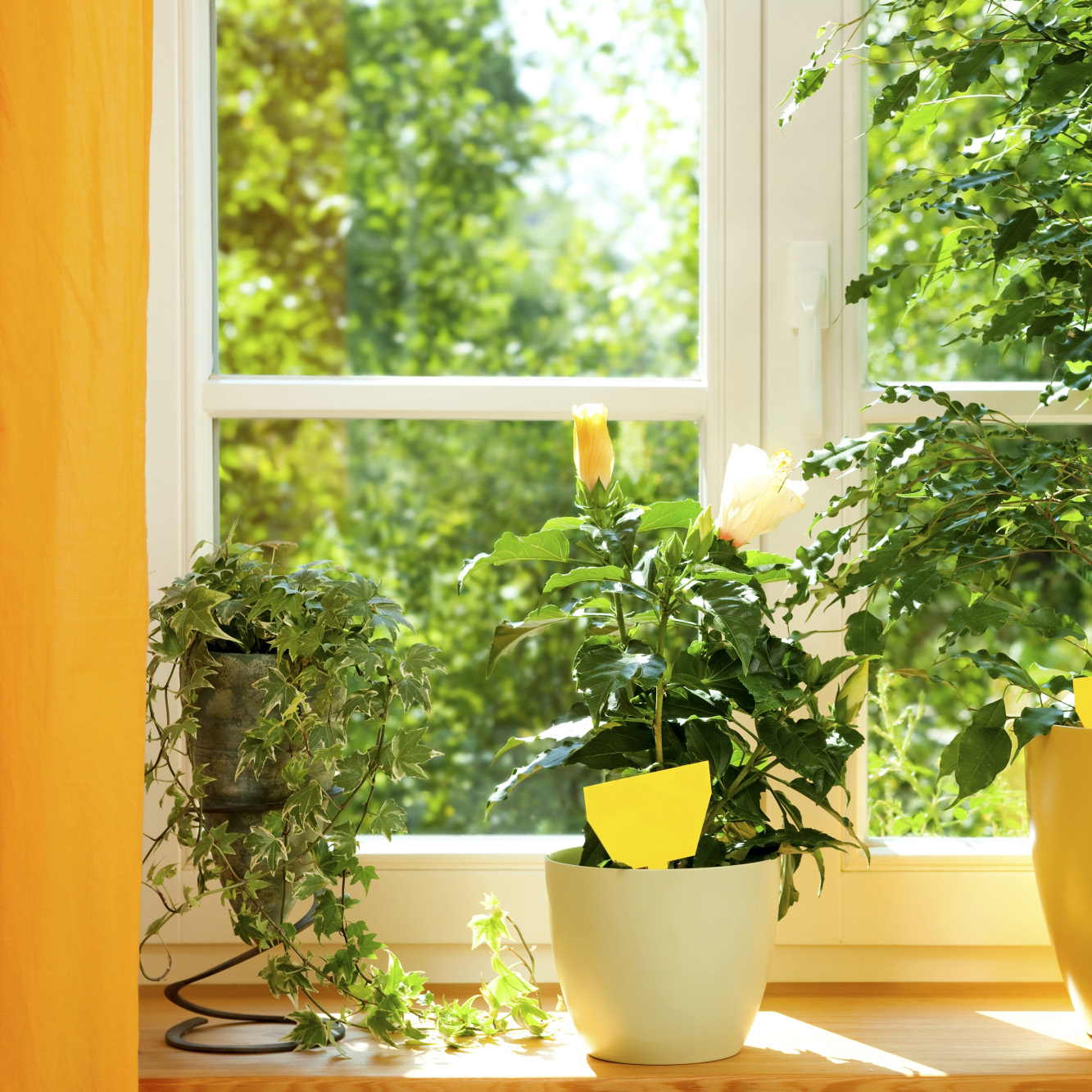 Flugfångare & Insektsdödare Neudorff Limark Fluga/Insekt 10-pack Gul