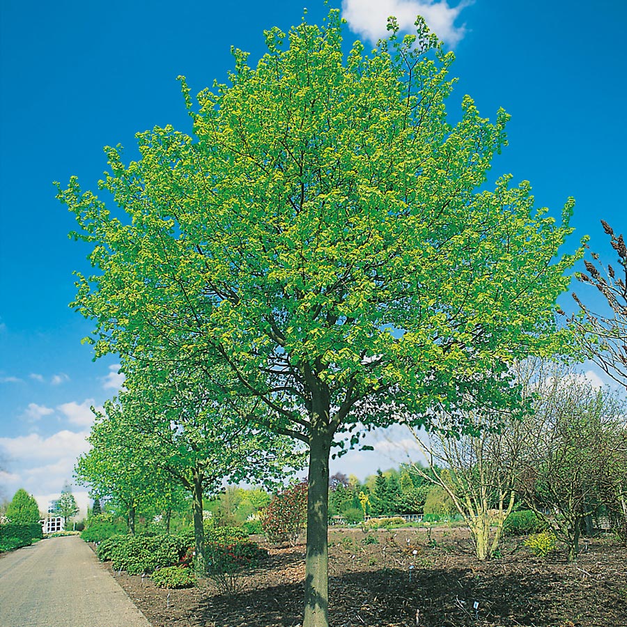 Prydnadsträd Skogslind Omnia Garden Tilia Cordata Greenspire 150-200 cm