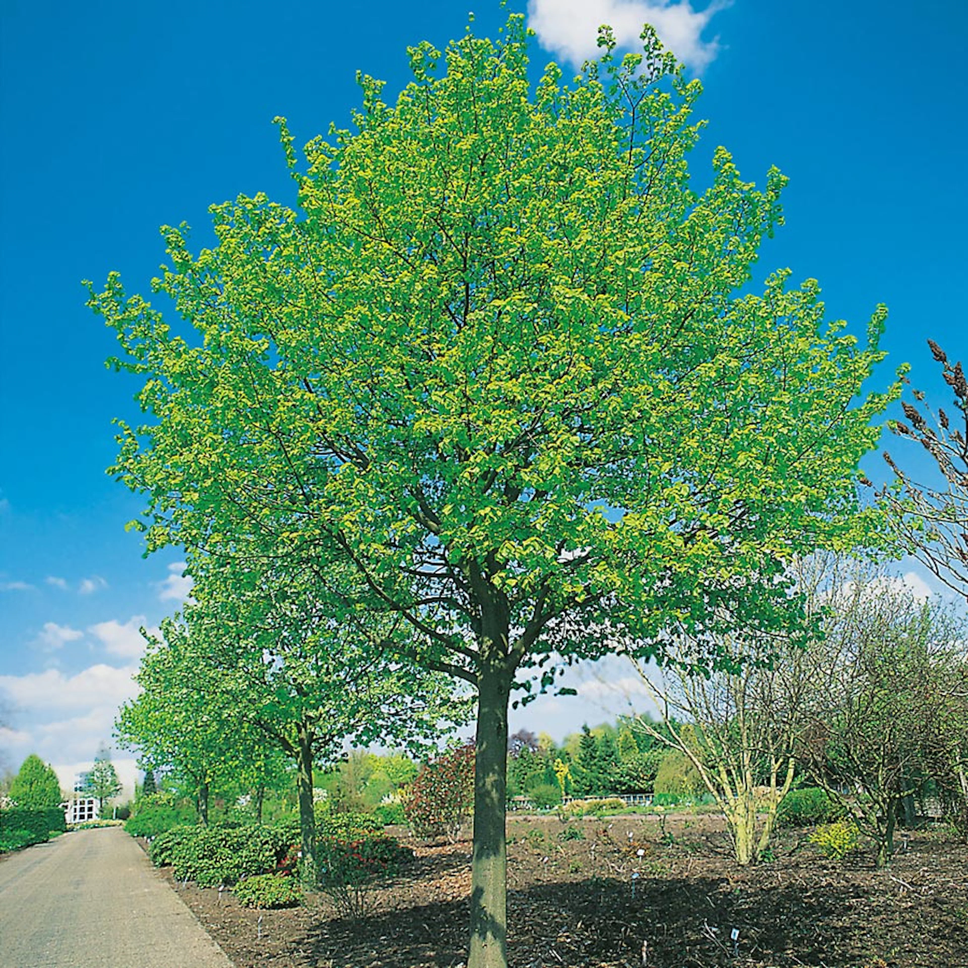 Prydnadsträd Skogslind Omnia Garden Tilia Cordata Greenspire 150-200 cm