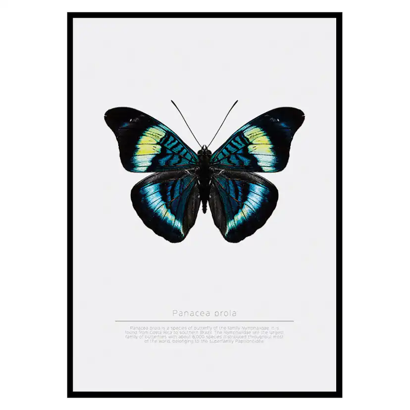 Poster Gallerix Butterfly Display