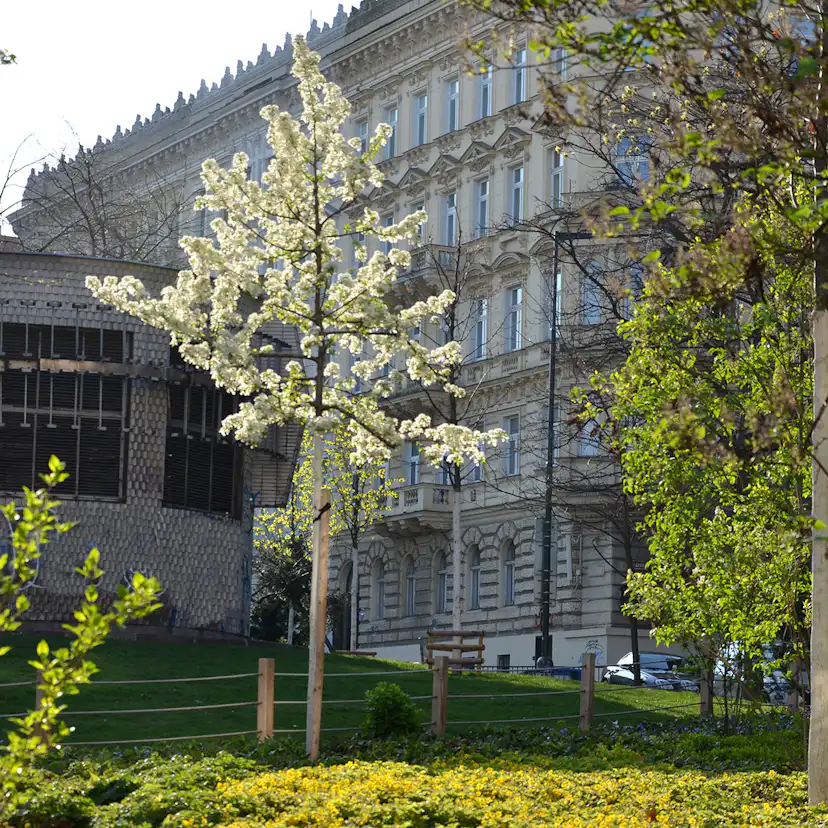 Högstamsträd Omnia Garden Sötkörsbär Fågelbär 300-400 cm
