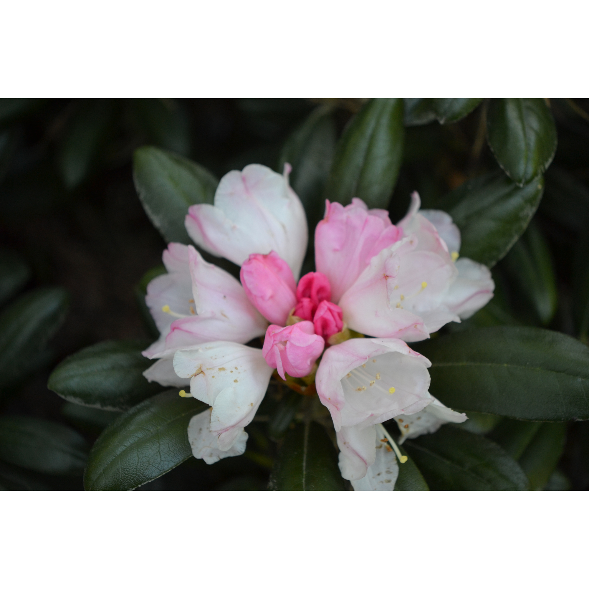 Rhododendron Koichiro Wada Omnia Garden 20-25 cm