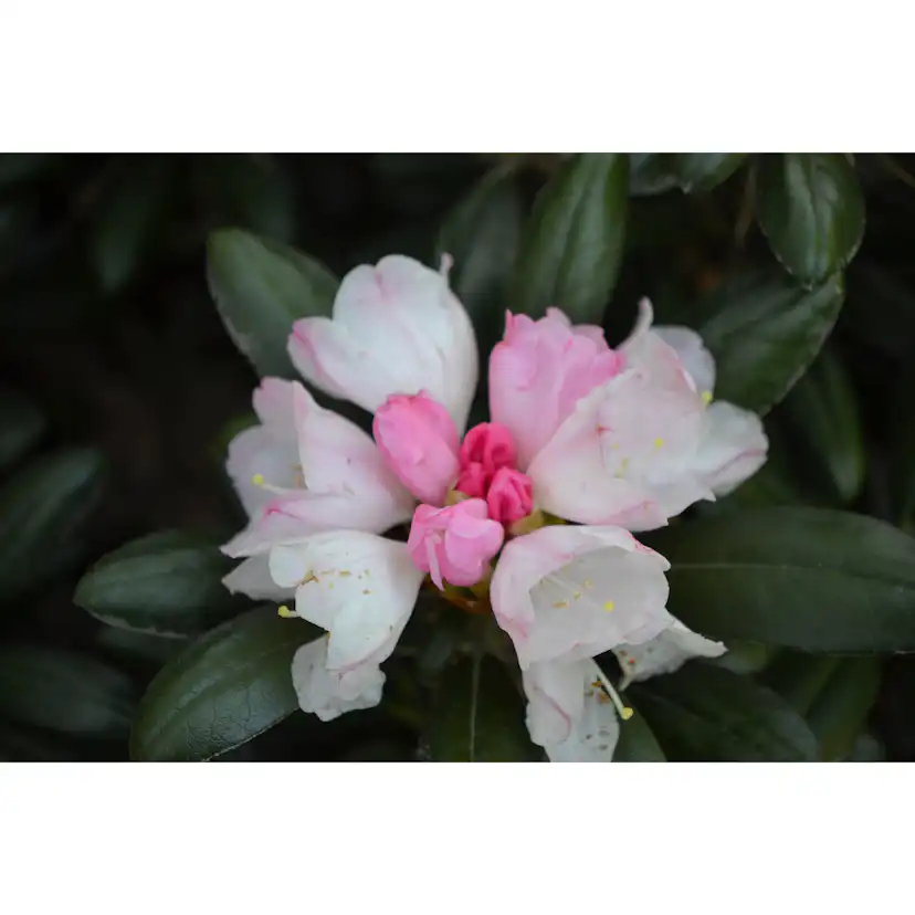 Rhododendron Koichiro Wada Omnia Garden 20-25 cm
